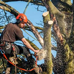 All Type of Tree Services
